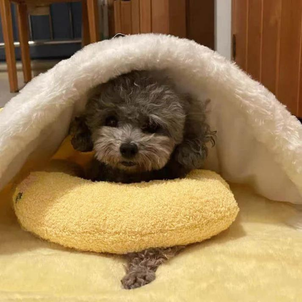 CalmingKissen | Beruhigendes Hundekissen für angstfreie Momente