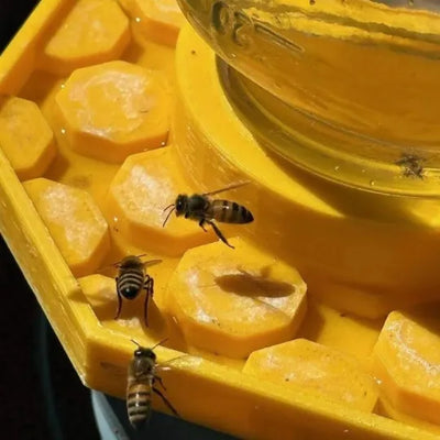 BienenQuelle™ Bienenfreundliche Wasserquelle